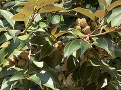 Fagaceae