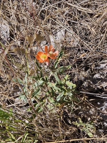iNaturalist observation 2025-06-30