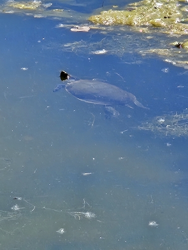 iNaturalist observation 2025-06-30