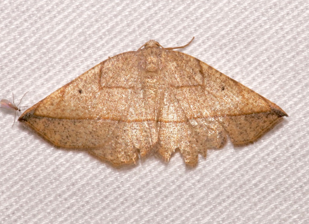 Eusarca geniculata