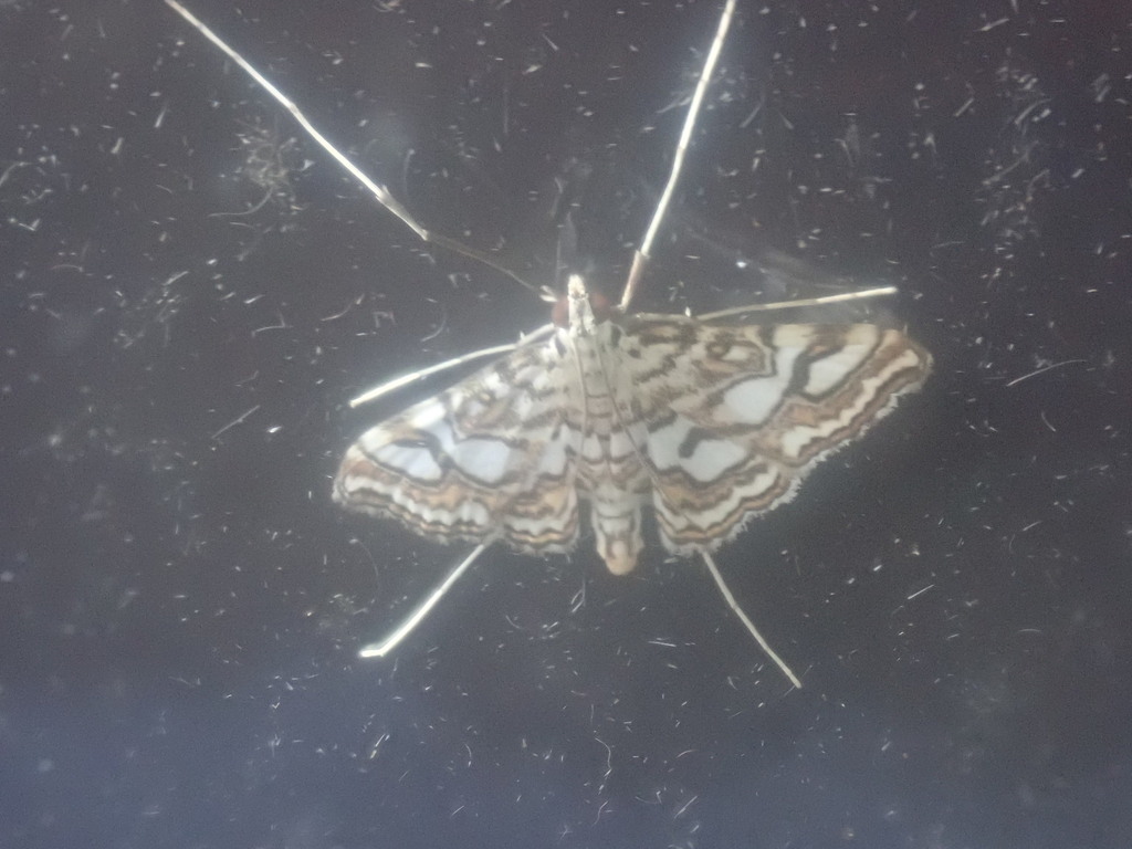 Nymphula Moth