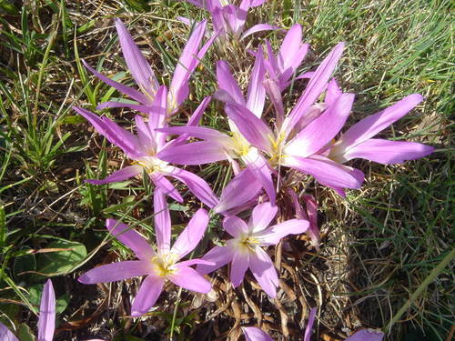 False Meadow Saffron