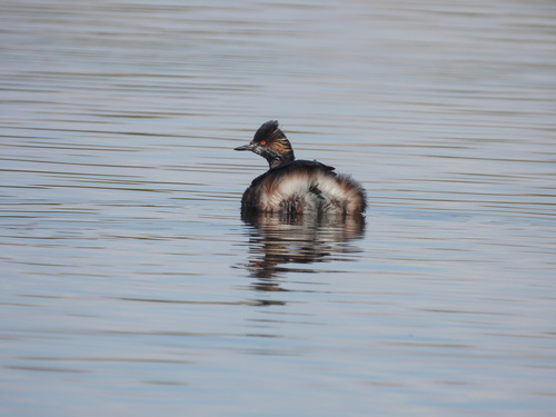 iNaturalist observation photo of Eared Grebe