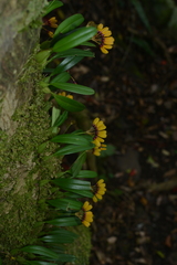 Bulbophyllum retusiusculum