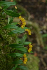 Bulbophyllum retusiusculum
