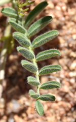 Lessertia diffusa