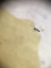 Gerromorpha
