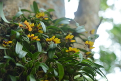 Bulbophyllum retusiusculum