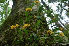 Bulbophyllum retusiusculum