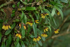Bulbophyllum retusiusculum