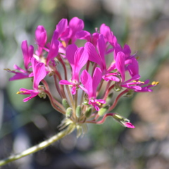 Pelargonium incrassatum