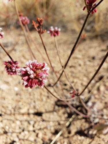 Bateman's buckwheat (Eriogonum batemanii)