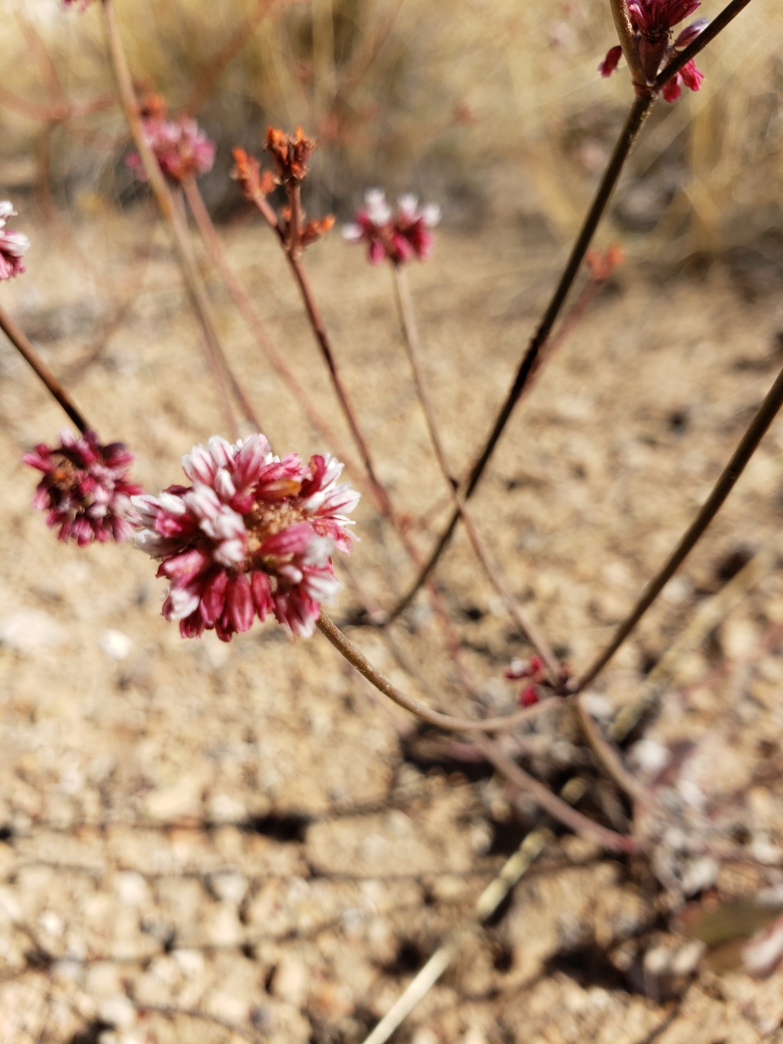 Eriogonum batemanii