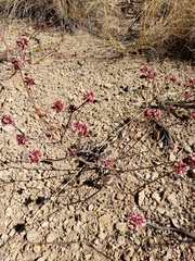 Eriogonum batemanii