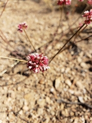 Eriogonum batemanii