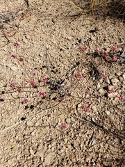 Eriogonum batemanii