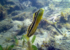 Brown Sabretooth Blenny photo 3