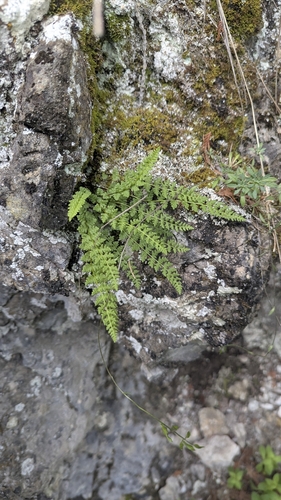 Alpine woodsia (Woodsia alpina)