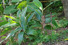 Eulophia zollingeri