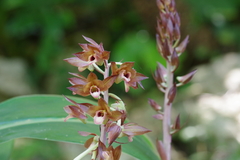 Eulophia zollingeri