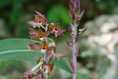 Eulophia zollingeri