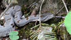 Crotalus morulus