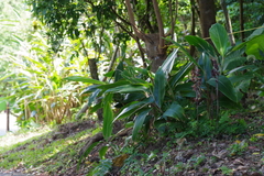 Eulophia zollingeri