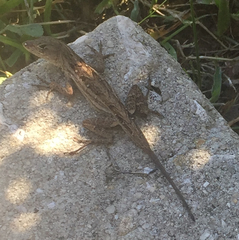 Anolis sagrei