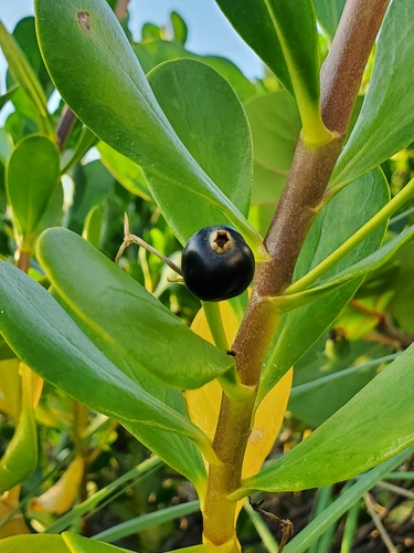 coastal inkberry