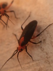 Prepops rubrovittatus