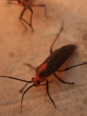 Prepops rubrovittatus