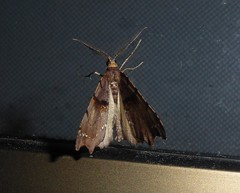 Chalastra pellurgata