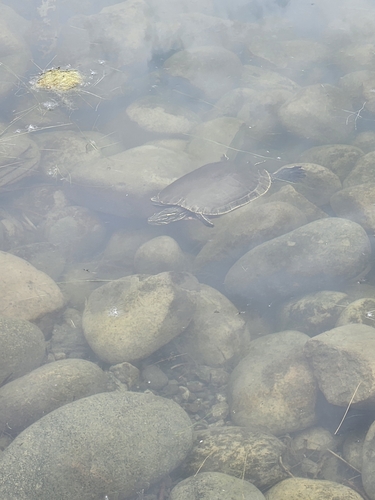 iNaturalist observation 2025-07-03