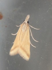 Microtheoris