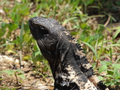 Ctenosaura oedirhina