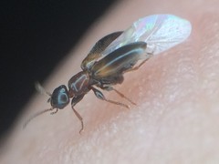 Omonadus floralis