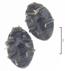 Stethorus bifidus