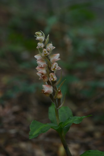Goodyera foliosa iNat (2)