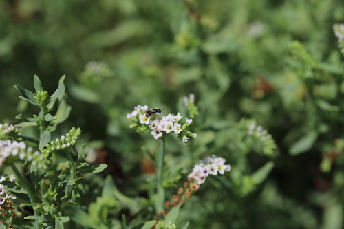 iNaturalist observation photo of Small Carpenter Bees