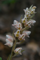 Goodyera foliosa