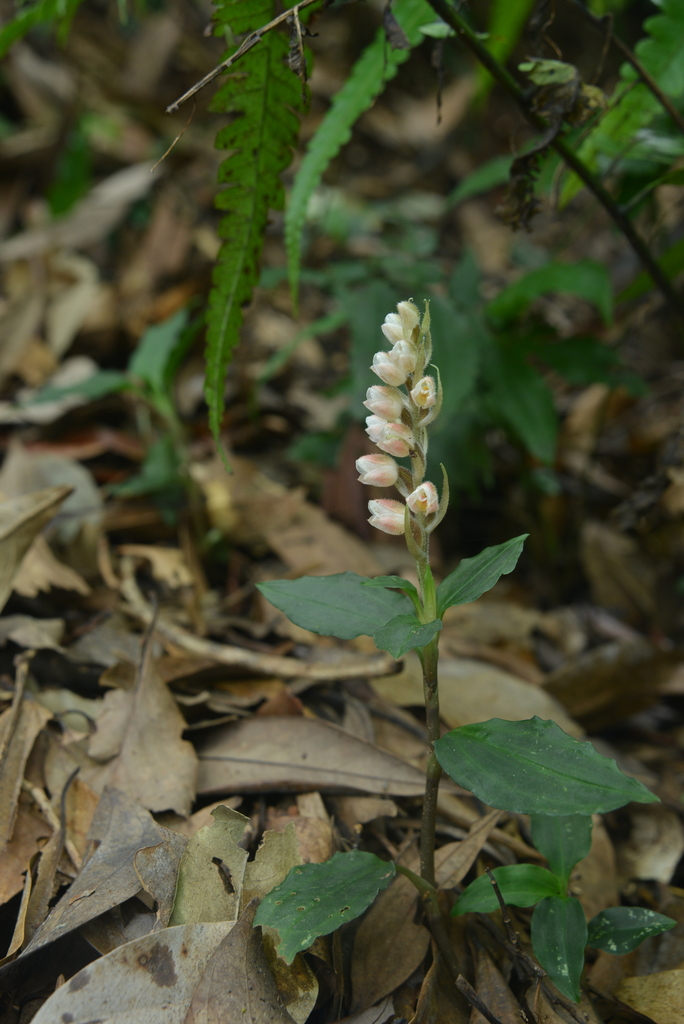 Leafy Rattlesnake Plantain