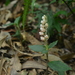 Goodyera foliosa - Photo (c) JODY HSIEH, some rights reserved (CC BY-NC), uploaded by JODY HSIEH