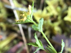 Hypericum parvulum