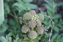 Prionosciadium thapsoides