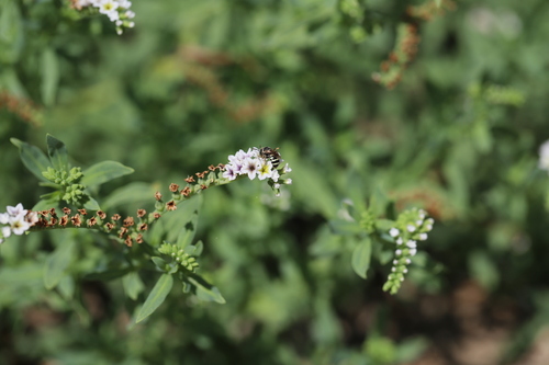 iNaturalist observation photo of Calliopsis hesperia