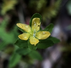 Hypericum parvulum