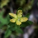 Sierra Madre St. John's Wort - Photo (c) Cat Chang, some rights reserved (CC BY-NC), uploaded by Cat Chang