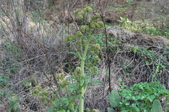 Prionosciadium thapsoides
