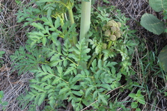 Prionosciadium thapsoides