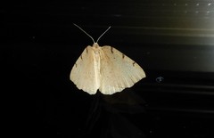 Sestra humeraria